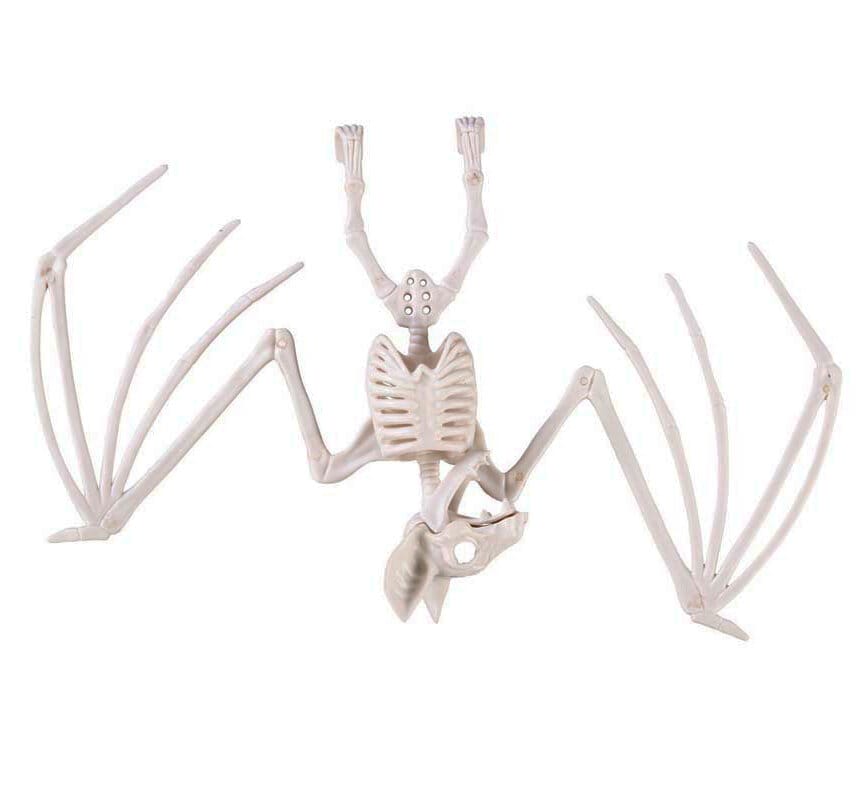 Skelett Fladdermus