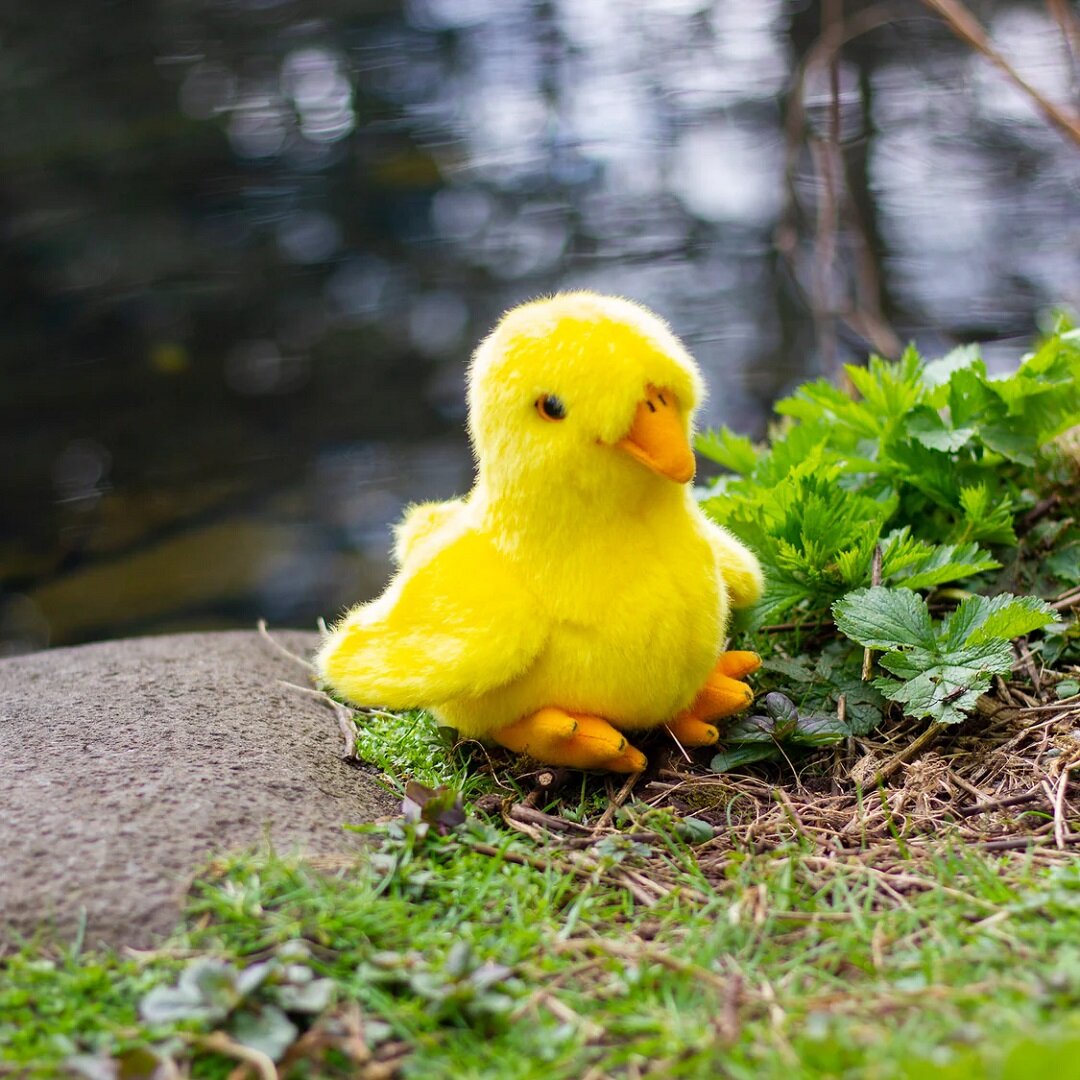 Animigos World of Nature Mini - Kyckling